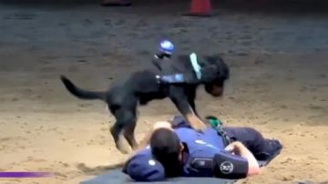 "Paco" el perro policía en Madrid que aprendió a salvar vidas con RCP se hace viral