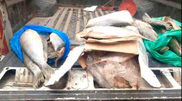 Intendencia Municipal decomisa pescado en mal estado