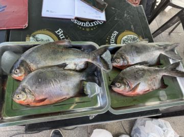 Importaciones de pescado reducen a $us 9 millones en Bolivia en 2025