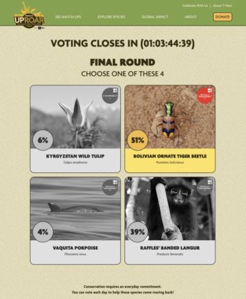 Último día de votación para que el escarabajo boliviano gane el certamen mundial 