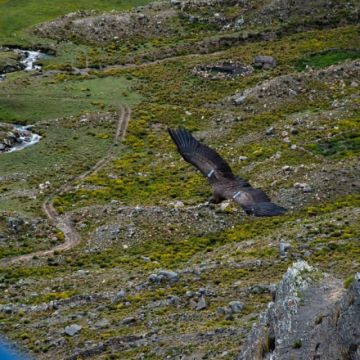 Liberan en Palca a condor hembra denominado «Anticucha-Katupaya»