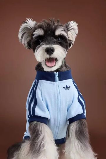 Adidas lanza linea "streetwear" para mascotas