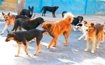 Zoonosis intensifica las campañas de esterilización de mascotas