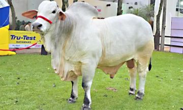 Jaron, el toro más pesado de Agropecruz