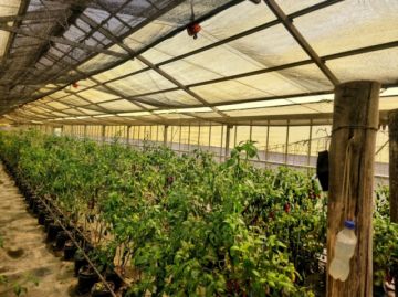 Centro de Producción de Semillas de Sipe Sipe cumple 37 años de aporte al agro nacional