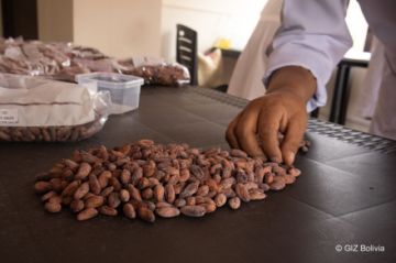 Bolivia selecciona las 10 mejores muestras de cacao amazónico en encuentro de calidad