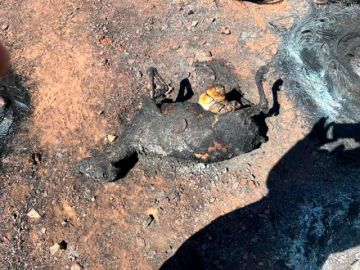 Incendio devora animales y  causa desesperación vecinal