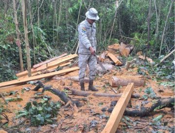 Incautan madera vinculada a la tala ilegal en Beni 