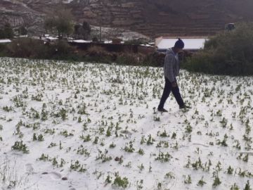Granizo destruyó cultivo s en comunidades de Ravelo