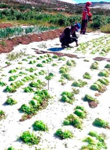 Granizada destruye el 95 % de los cultivos en comunidades de Ravelo