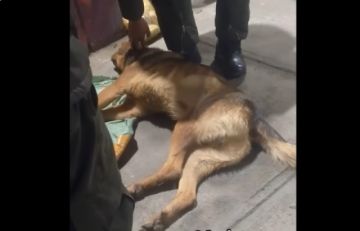 Pofoma busca identificar a dueños de perros que cayeron de un puente en El Alto