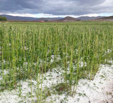 Granizada destruye el 100% de la producción de grano en Puna