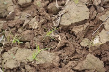 Una de cada cinco especies del suelo está en riesgo de extinción, según un informe de Conservación Internacional