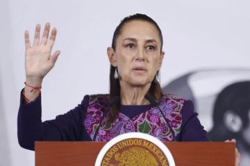Sheinbaum pide revisar la norma tras el sacrificio de 10.000 perros callejeros en México