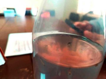 Con el fin de las lluvias prevén reducción del vector de chikungunya