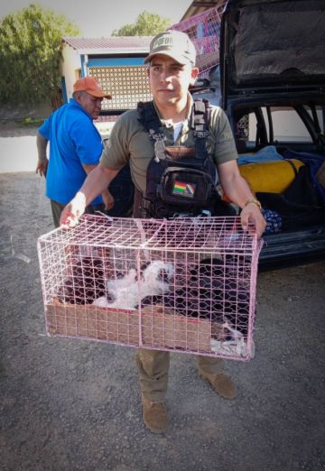 Pofoma rescata 61 cachorros que eran trasladados al Chapare