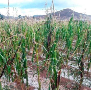 Desastres naturales causaron la pérdida del 26% de la producción