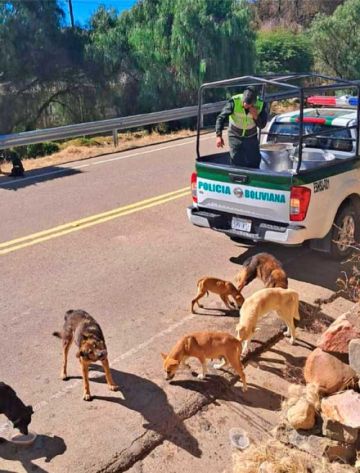 Acción solidaria con canes gana simpatía