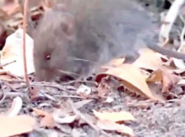 Hantavirus: tres muertos y encienden las alarmas
