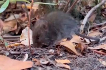 Mantienen vigilancia a patologías que son transmitidas por animales