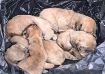 Fiscalía avanza en investigación por presunto maltrato a ocho cachorros 