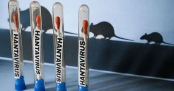 Sedes Tarija confirma cuatro casos de hantavirus