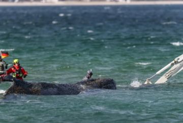 Ballena varada en la costa de Alemania durante 2 meses fallece