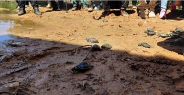 Reserva informa que plan de repoblamiento de tortugas en el río Manuripi fue un éxito