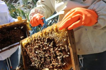 Bolivia conmemora el Día Mundial de las Abejas y llama a proteger a los polinizadores