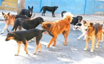 Denuncian que jauría de perros ataca al ganado en Karachipampa