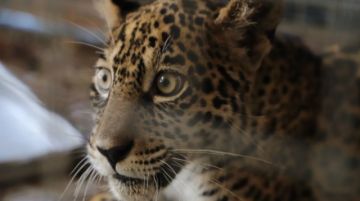 Senda Verde pide a las movilizaciones que dejen pasar la ayuda alimentaria para los animales de la reserva