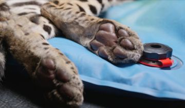 Reserva Senda Verde informó que Shiva permanece atrapada en los Yungas