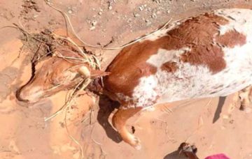 Helada mata 25 cabezas de ganado camélido en San Pablo de Lípez