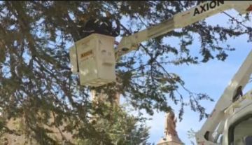 Jefatura de Forestación realiza la poda de árboles en Plaza Central