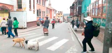 Denuncian incremento de perros vagabundos en la Villa Imperial