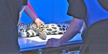 Luchan para salvar a una cachorra de jaguar "Shiva" en La Paz