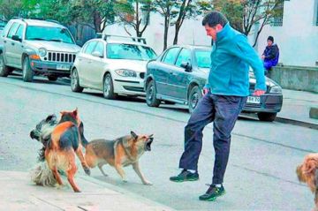 Sedes-Potosí reporta que en la semana 21 se registraron 45 personas mordidas por perros