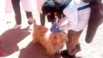Zoonosis intensifica labor de esterilización de mascotas