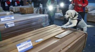 Chile incauta más de 100 toneladas de droga impregnada en madera proveniente de Bolivia