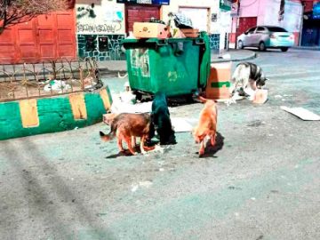 Sancionarán a los dueños que abandonen a sus perros