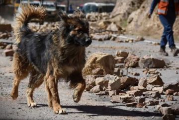 Policía de Cochabamba adopta a Rex, el can que acompañó los operativos de desbloqueo