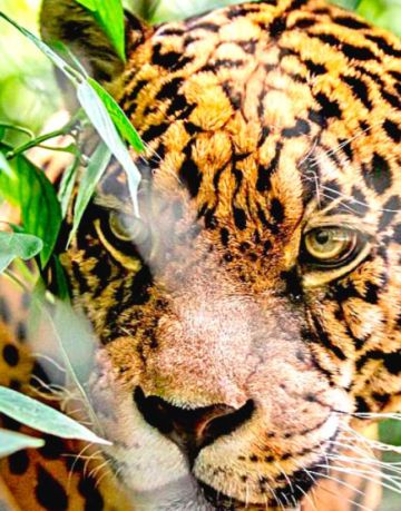 Imputan a un argentino por biocidio de jaguares 
