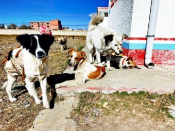 Recomiendan vacunar y abrigar a las mascotas por las bajas temperaturas
