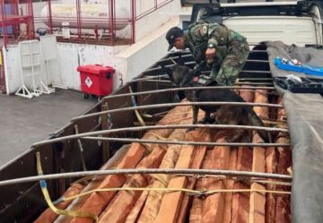 Tres camiones son retenidos en Yacuiba por sospecha de madera impregnada con droga