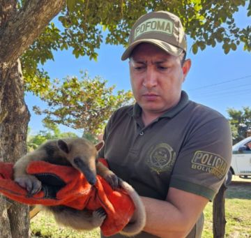 Pofoma rescata a un oso hormiguero herido en Beni