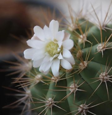 Santa Cruz: Encuentran en el Parque Kaa-Iya el cactus etiquetado extinto Gymnocalycium chacoense