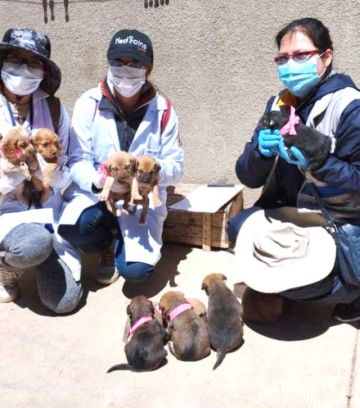 Campaña de vacunación a cachorros será el 4 de julio en la ciudad de Potosí