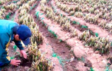 Heladas afectan el 80 por ciento de la producción agrícola en Belén de Urmiri