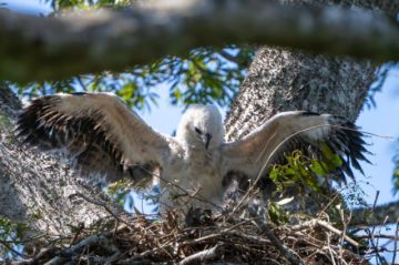 Nace un pichón de águila arpía en Bolivia 