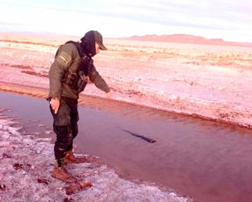 Detienen en la cárcel de Uyuni a dos jóvenes por caza de vicuñas